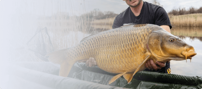 cat-carpfishing